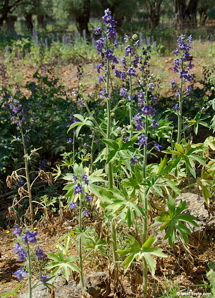 زبان‌درقفا